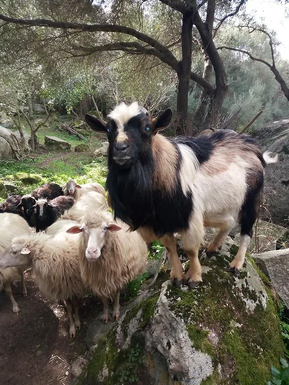 Turismo Rurale L'Agliuledda Sant'Antonio di Gallura